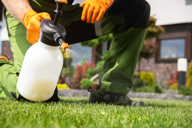Wasp Removal Services in Hurst, TX