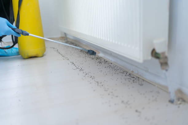 Best Flea Control Services  in Hurst, TX